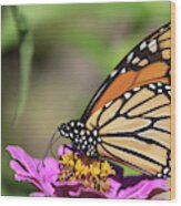Monarch 2018-32 Wood Print