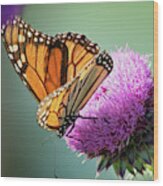 Monarch And Thistle Wood Print