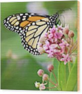Monarch Butterfly And Milkweed Flowers Wood Print
