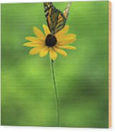 Monarch Butterfly Wood Print