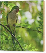 Monk Parakeet Perched On A Tree Branch Wood Print