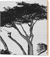 Monterey Cypress Wood Print