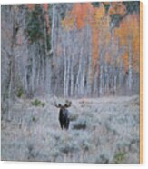 Moose And Aspen Wood Print