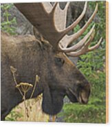 Moose Bull, Chugach State Park, Alaska Wood Print