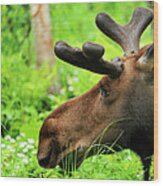 Moose Head Wood Print