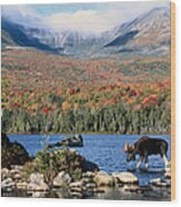 Moose In Autumn Forest Wood Print
