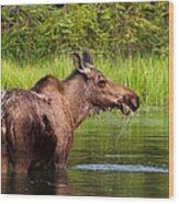 Moose In Denali Wood Print