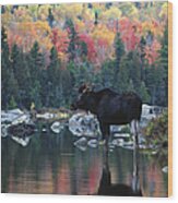 Moose In River In Autumn Wood Print