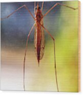 Mosquito Wood Print