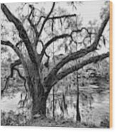 Mossy Oak On The Suwanee Wood Print
