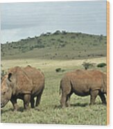 Mother And Baby Black Rhino Wood Print