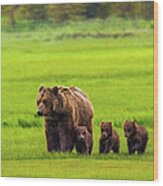 Mother Bear And Three Cubs Wood Print