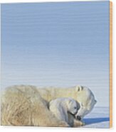 Mother Polar Bear & Cub Sleeping Wood Print
