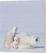 Mother Polar Bear With Cubs, Canada Wood Print