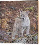 Mountain Lion Cub - 7038 By Tl Wilson Photography Wood Print