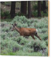 Mule Deer Walking Through Field Wood Print