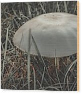 Mushroom 1 Wood Print