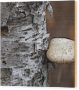 Mushroom On Birch Wood Print