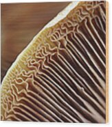 Mushrooms Wood Print