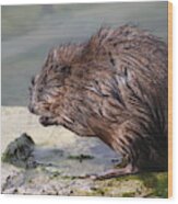 Muskrat Lunch Wood Print