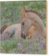 Wild Mustang Foal In The Wildflowers Wood Print