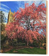 National Cathedral Blossoms Wood Print