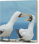 Nazca Booby Pair Courting Wood Print