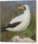 Nazca Booby Perched On Rock. Galapagos Islands Wood Print