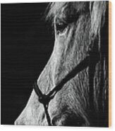 New Forest Horse Portrait Wood Print