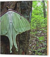 Newly Emerged Luna Moth Wood Print