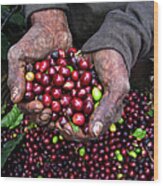 Nicaraguan Coffee Picker Wood Print