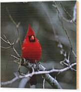 Northern Cardinal Cardinalis Cardinalis Wood Print