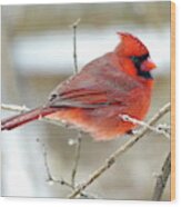 Northern Cardinal Male In Winter Wood Print