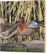 Northern Cinnamon Teal Pair Wood Print