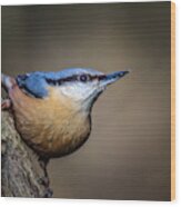 Nuthatch 01 Wood Print