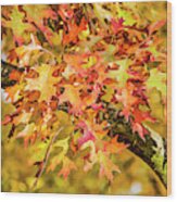 Oak Leaves Color Explosion Wood Print