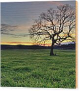 Oak Tree In A Grassy Field At Sunset Wood Print