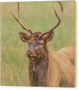 Oconaluftee Elk Portrait, Painterly Wood Print