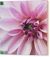 Oh These Gorgeous Creme Pink Dahlias Wood Print