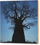 Okavango Baobab Silhouette Wood Print