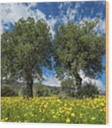 Olive Trees, Near Kantara, Cyprus Wood Print