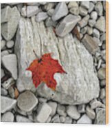 One Leaf Many Rocks Wood Print
