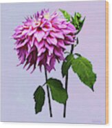 One Pink Dahlia And Buds Wood Print