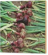 Onion. (allium Cepa 'red Supreme') Wood Print
