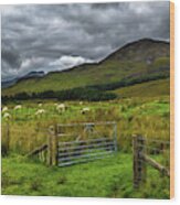 Open Gate To Pasture With White Sheep In Scenic Landscape On The Isle Of Skye In Scotland Wood Print