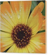 Orange And Yellow Daisy Wood Print