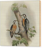 Orange-breasted Pygmy Woodpecker Wood Print