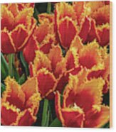 Orange Fringe Tulips Wood Print