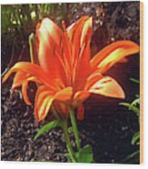 Orange Garden Flower Wood Print