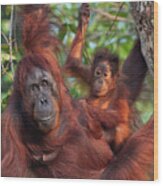 Orangutan And Baby Hanging Wood Print
